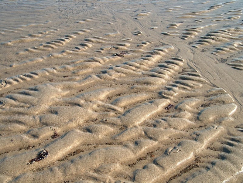 Grains of Paradise